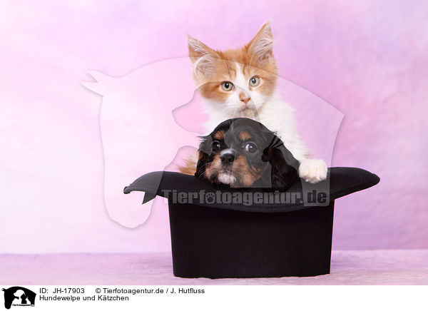 Hundewelpe und Ktzchen / JH-17903