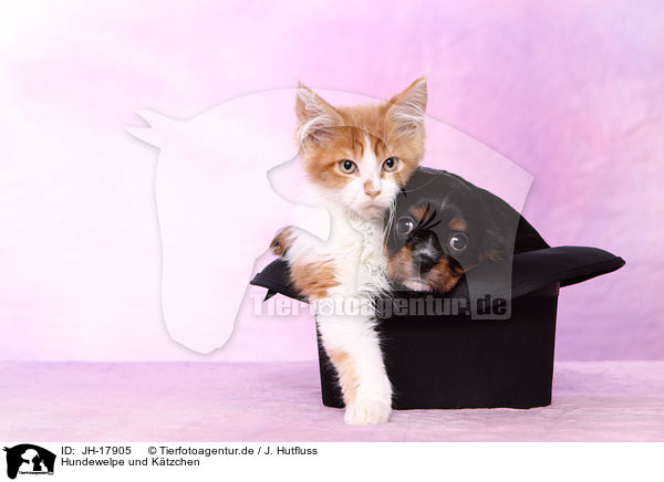 Hundewelpe und Ktzchen / JH-17905