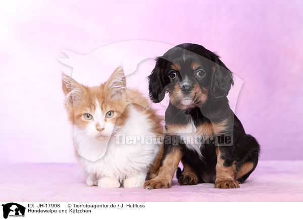 Hundewelpe und Ktzchen / JH-17908