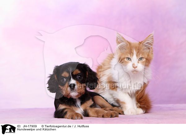 Hundewelpe und Ktzchen / JH-17909
