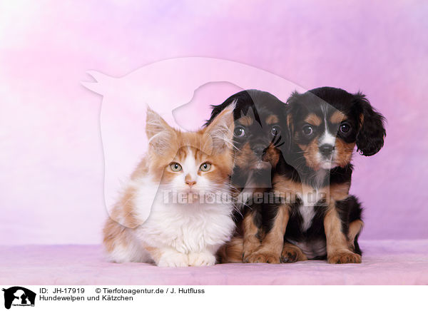 Hundewelpen und Ktzchen / JH-17919