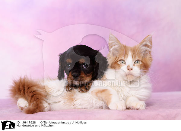 Hundewelpe und Ktzchen / JH-17928