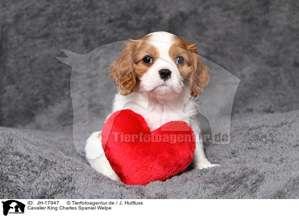 Cavalier King Charles Spaniel Welpe / Cavalier King Charles Spaniel Puppy / JH-17947
