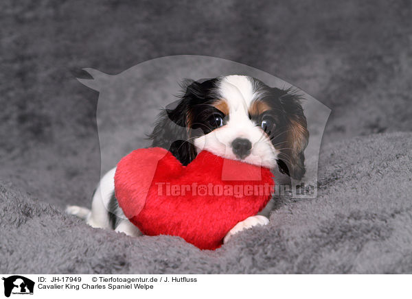 Cavalier King Charles Spaniel Welpe / Cavalier King Charles Spaniel Puppy / JH-17949
