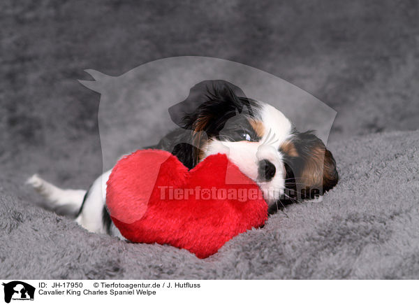 Cavalier King Charles Spaniel Welpe / JH-17950