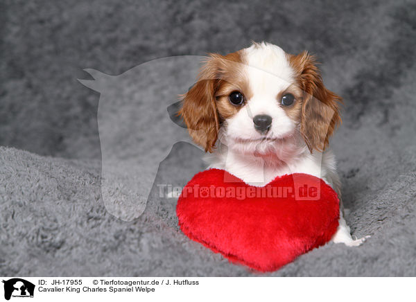 Cavalier King Charles Spaniel Welpe / JH-17955