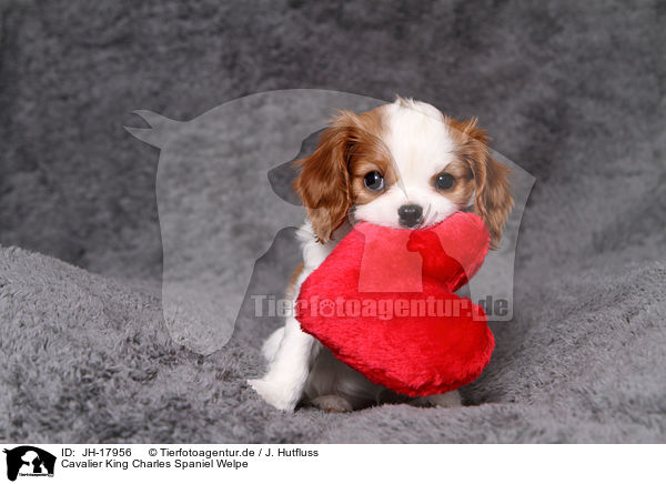 Cavalier King Charles Spaniel Welpe / JH-17956