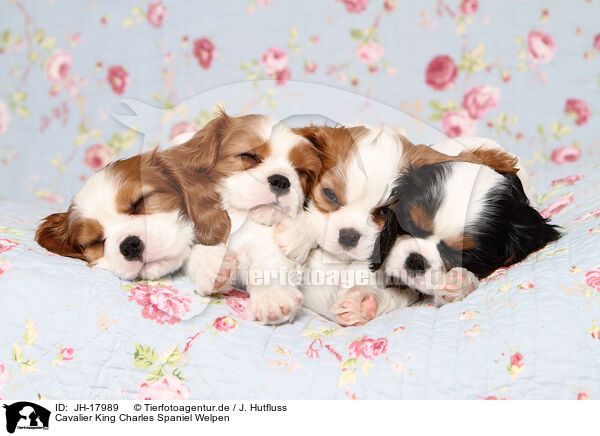Cavalier King Charles Spaniel Welpen / JH-17989
