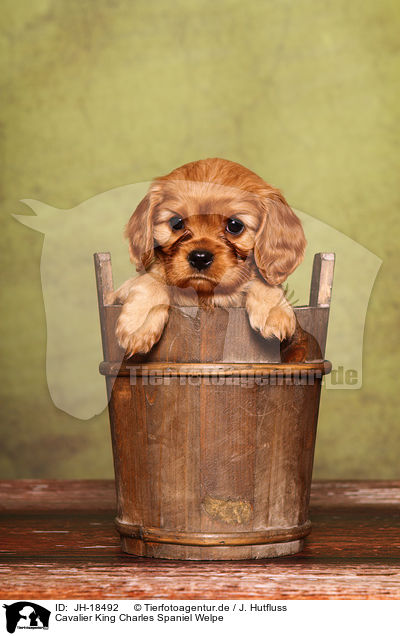 Cavalier King Charles Spaniel Welpe / Cavalier King Charles Spaniel puppy / JH-18492