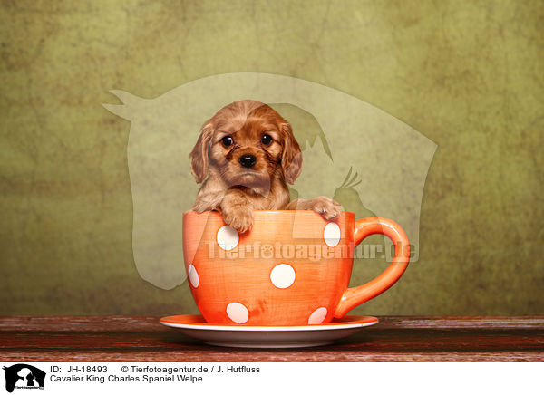 Cavalier King Charles Spaniel Welpe / Cavalier King Charles Spaniel puppy / JH-18493