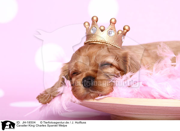 Cavalier King Charles Spaniel Welpe / Cavalier King Charles Spaniel puppy / JH-18504
