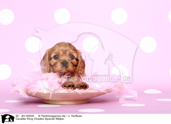 Cavalier King Charles Spaniel Welpe / JH-18509
