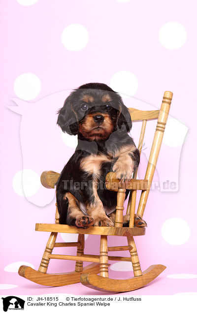 Cavalier King Charles Spaniel Welpe / Cavalier King Charles Spaniel puppy / JH-18515