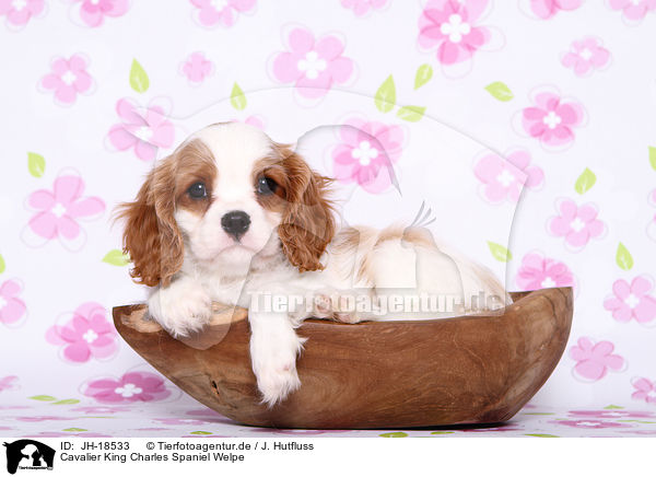 Cavalier King Charles Spaniel Welpe / Cavalier King Charles Spaniel puppy / JH-18533