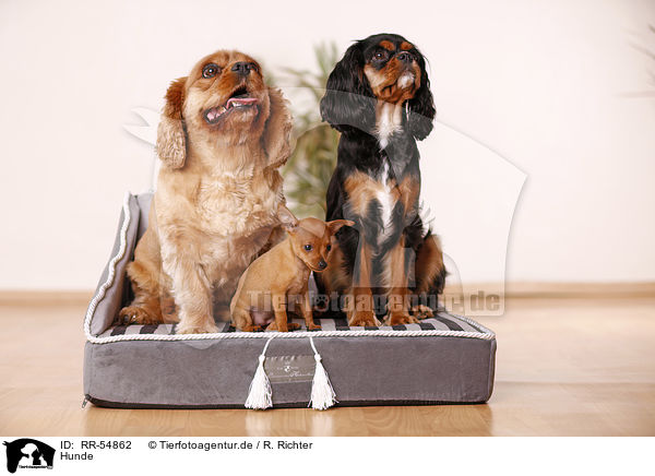 Hunde / dogs / RR-54862