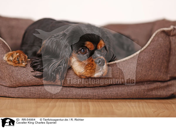 Cavalier King Charles Spaniel / Cavalier King Charles Spaniel / RR-54864