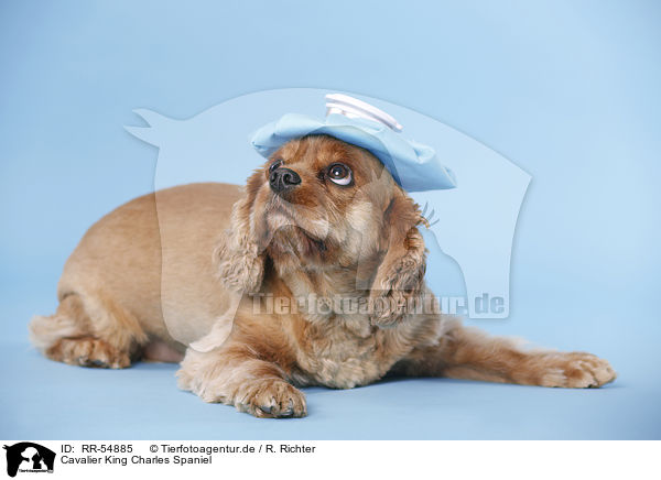 Cavalier King Charles Spaniel / RR-54885