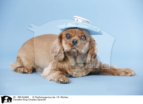 Cavalier King Charles Spaniel / RR-54886