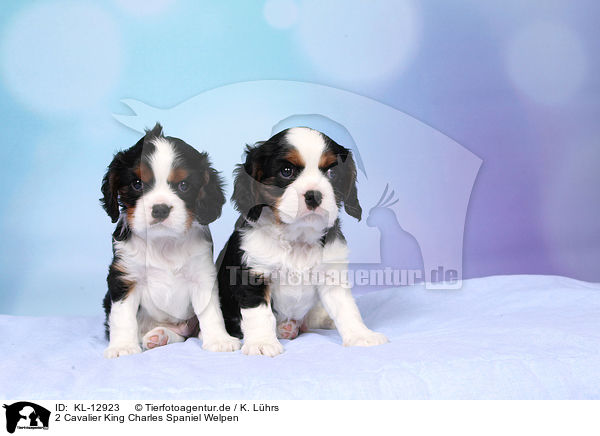 2 Cavalier King Charles Spaniel Welpen / 2 Cavalier King Charles Spaniel Puppies / KL-12923