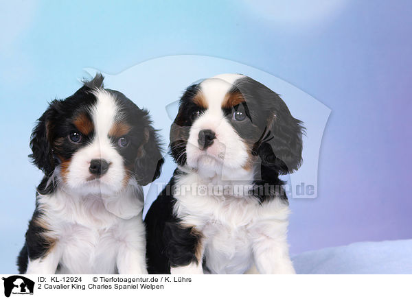 2 Cavalier King Charles Spaniel Welpen / 2 Cavalier King Charles Spaniel Puppies / KL-12924