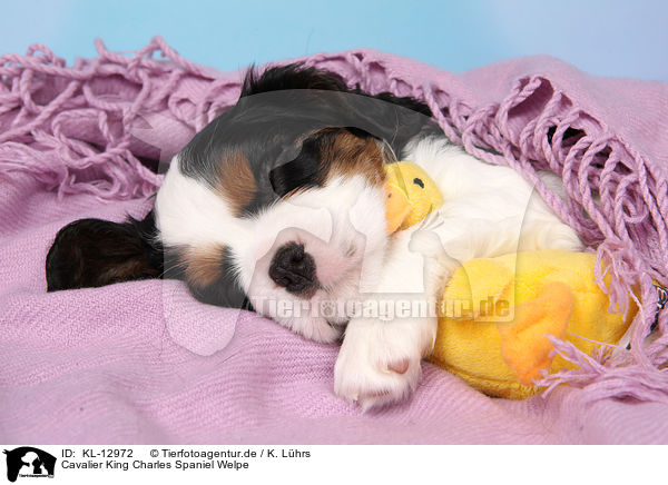 Cavalier King Charles Spaniel Welpe / KL-12972