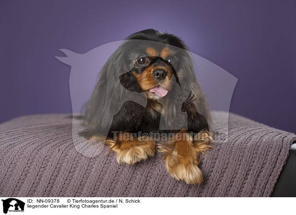 liegender Cavalier King Charles Spaniel / lying Cavalier King Charles Spaniel / NN-09378
