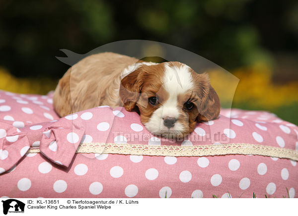 Cavalier King Charles Spaniel Welpe / Cavalier King Charles Spaniel Puppy / KL-13651
