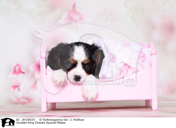 Cavalier King Charles Spaniel Welpe / JH-20633