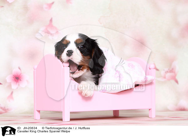 Cavalier King Charles Spaniel Welpe / Cavalier King Charles Spaniel Puppy / JH-20634
