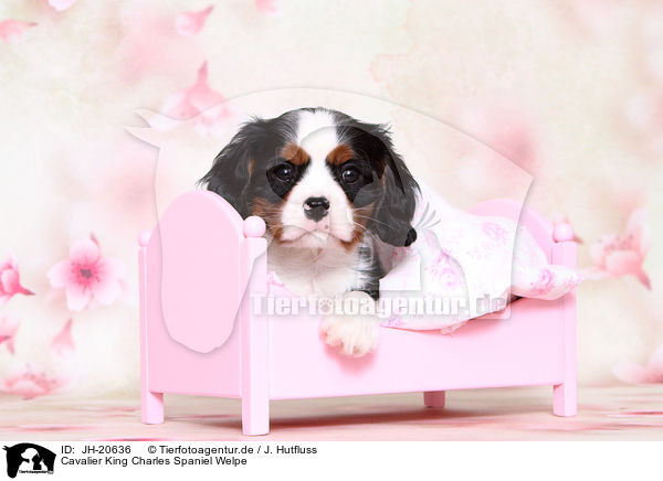 Cavalier King Charles Spaniel Welpe / Cavalier King Charles Spaniel Puppy / JH-20636