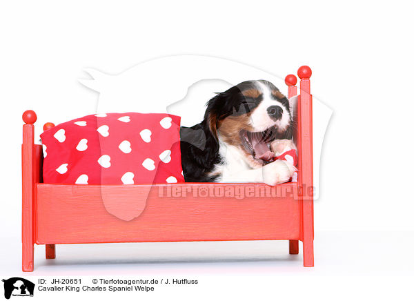 Cavalier King Charles Spaniel Welpe / JH-20651