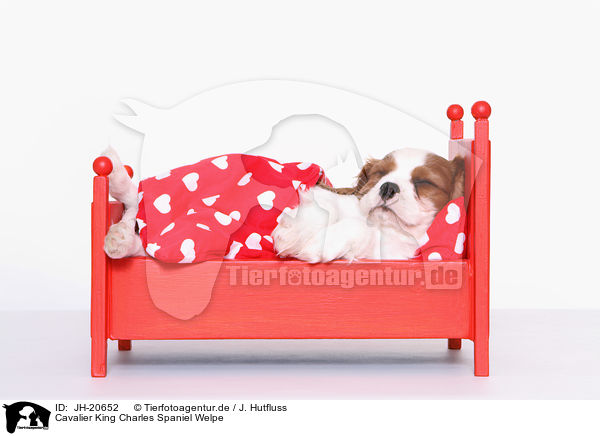 Cavalier King Charles Spaniel Welpe / JH-20652