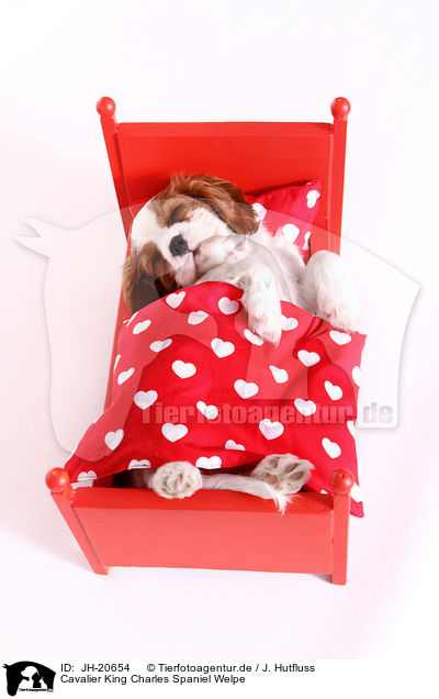 Cavalier King Charles Spaniel Welpe / JH-20654