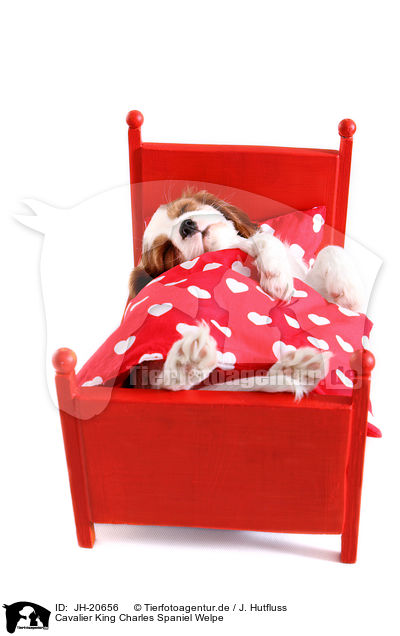Cavalier King Charles Spaniel Welpe / JH-20656