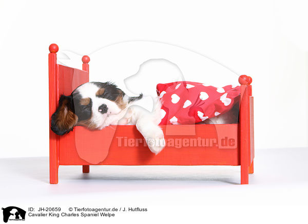 Cavalier King Charles Spaniel Welpe / JH-20659