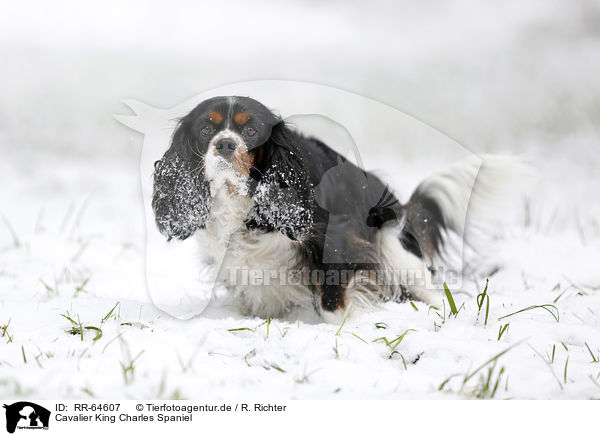 Cavalier King Charles Spaniel / Cavalier King Charles Spaniel / RR-64607