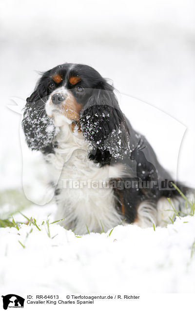 Cavalier King Charles Spaniel / Cavalier King Charles Spaniel / RR-64613