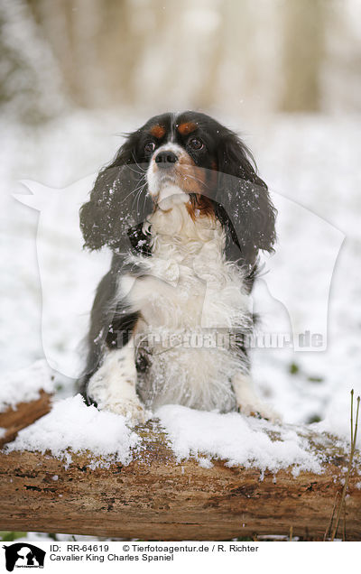 Cavalier King Charles Spaniel / Cavalier King Charles Spaniel / RR-64619