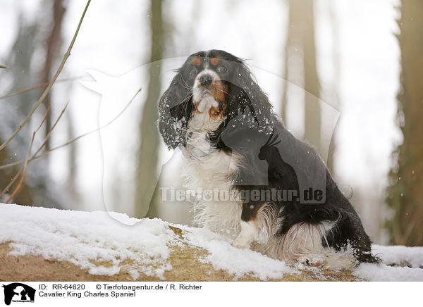 Cavalier King Charles Spaniel / RR-64620