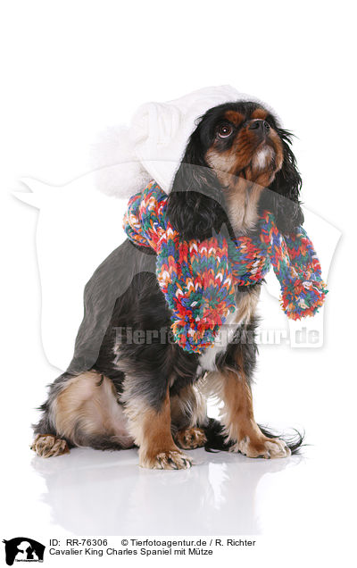 Cavalier King Charles Spaniel mit Mtze / RR-76306