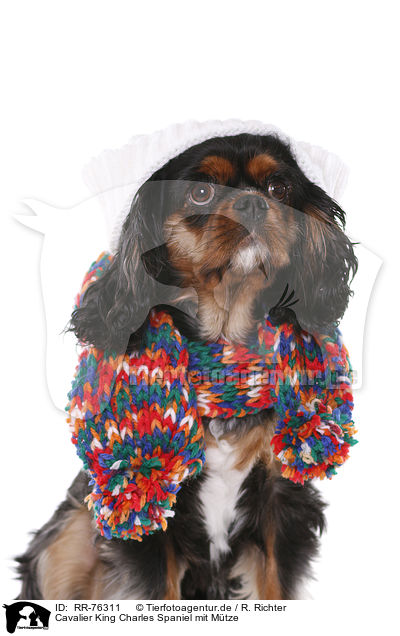 Cavalier King Charles Spaniel mit Mtze / RR-76311