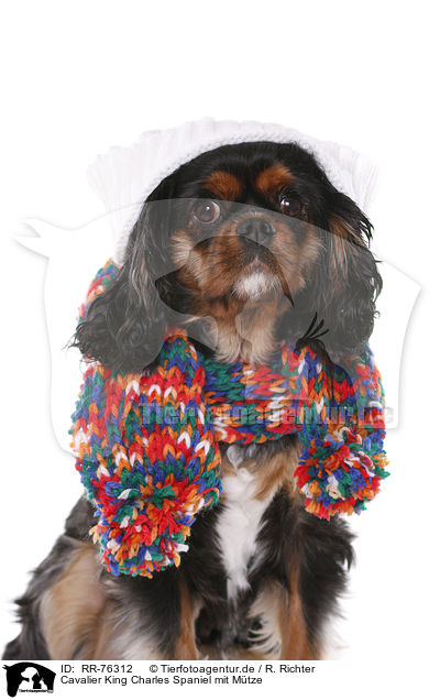Cavalier King Charles Spaniel mit Mtze / RR-76312