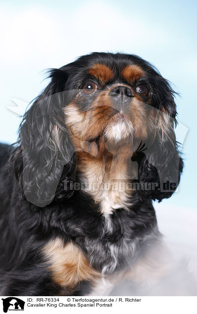 Cavalier King Charles Spaniel Portrait / RR-76334