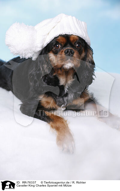 Cavalier King Charles Spaniel mit Mtze / RR-76337
