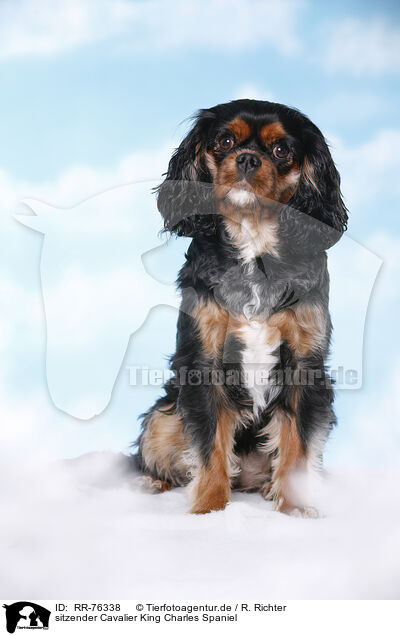 sitzender Cavalier King Charles Spaniel / RR-76338