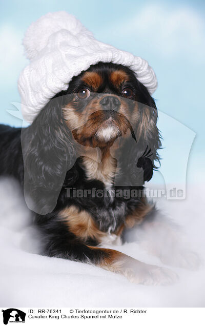 Cavalier King Charles Spaniel mit Mtze / RR-76341