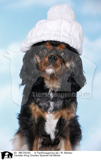 Cavalier King Charles Spaniel mit Mtze / RR-76344