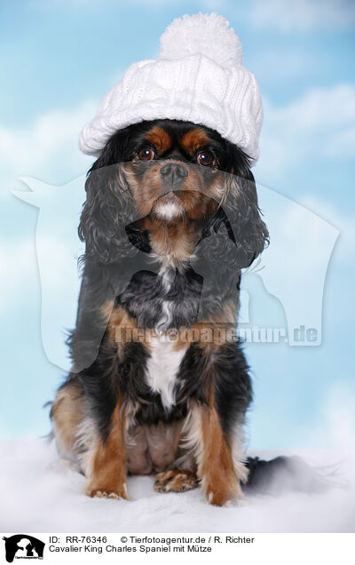 Cavalier King Charles Spaniel mit Mtze / RR-76346