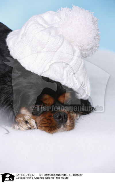 Cavalier King Charles Spaniel mit Mtze / RR-76347