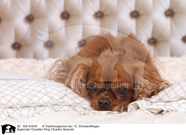liegender Cavalier King Charles Spaniel / lying Cavalier King Charles Spaniel / SS-43934
